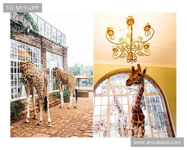 如何通过多种方式访问k8网站登录入口,提升登录效率保障账号安全 如何通过多种方式访问k8网站登录入口,提升登录效率保障账号安全